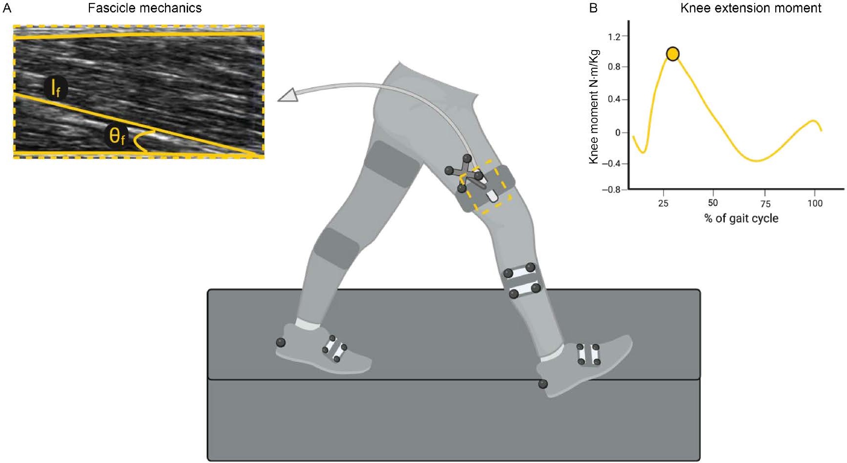 Quadriceps Fascicle Mechanics